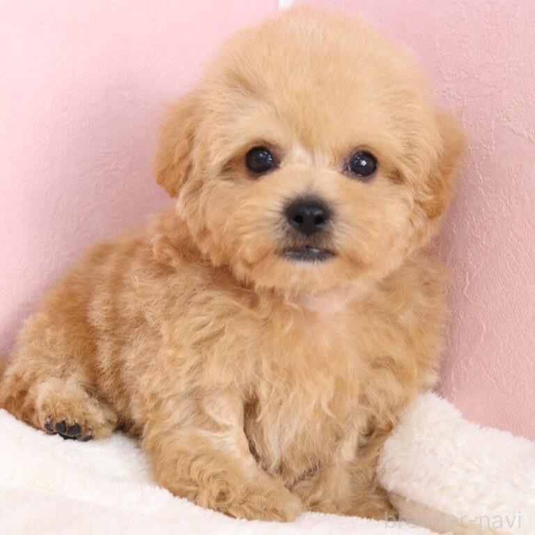 販売中の栃木県のマルプー:マルチーズ×トイプードル-398903の5枚目